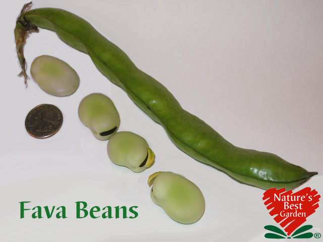 NBG Bean Varieties