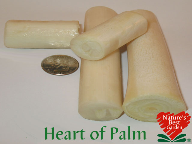 hearts of palm benefits